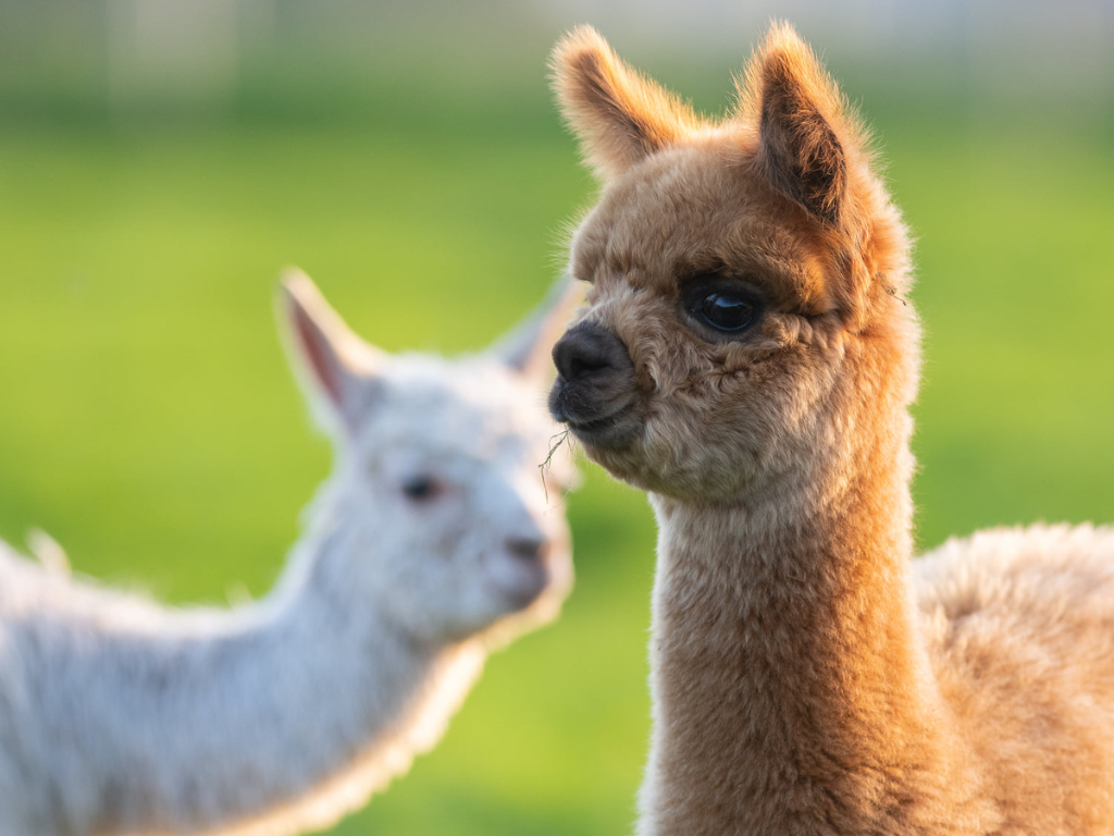 Donegal Alpacas